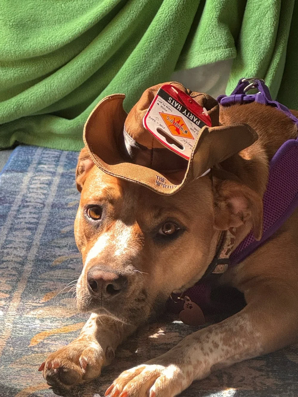 NWT Dog Cowboy Party Hat - Brown Plush Pet Hat